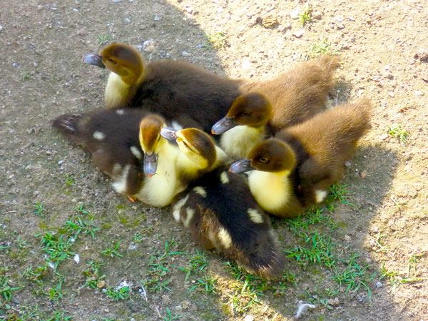 ducklings