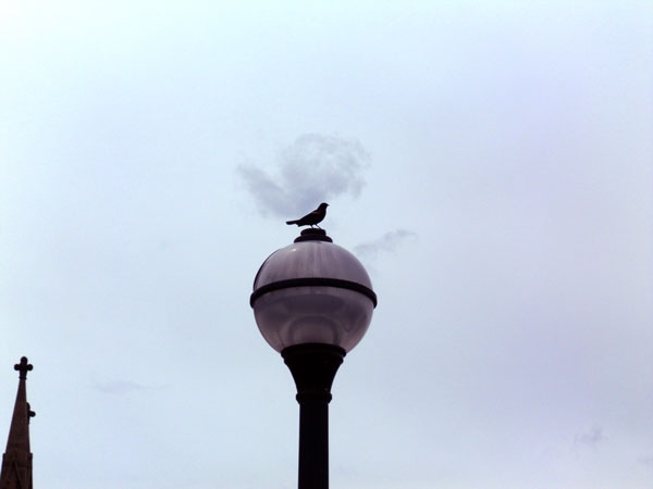 streetlampbird